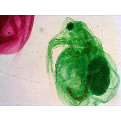 ZESTAW PREPARATÓW BIOLOGIA LEVENHUK N80 NG ZOBACZ WSZYSTKO! (BIO587)