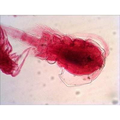 ZESTAW PREPARATÓW BIOLOGIA LEVENHUK N80 NG ZOBACZ WSZYSTKO! (BIO587)