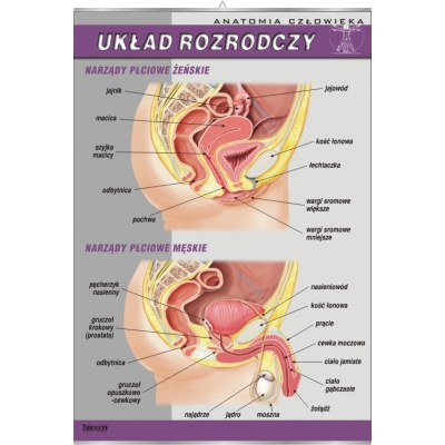 PLANSZA UKŁAD ROZRODCZY (BIO073)