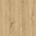 dąb carpenter