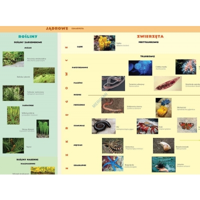 KLASYFIKACJA ORGANIZMÓW - ŚCIENNA PLANSZA DYDAKTYCZNA (BIO085)