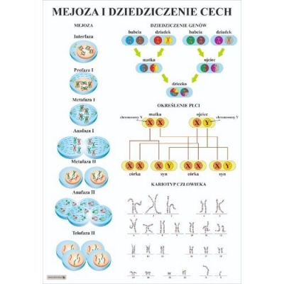 MEJOZA I DZIEDZICZENIE CECH PLANSZA (PLA534)