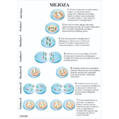 MEJOZA PLANSZA (PLA533)