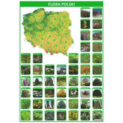 PLANSZA FLORA POLSKI (PLA575)