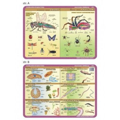 PODKŁADKA EDUKACYJNA - Anatomia: owady, pajęczaki, protisty, gąbki… (GEO157)