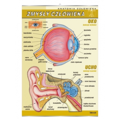 PLANSZA ZMYSŁY CZŁOWIEKA - UCHO, OKO (BIO336)