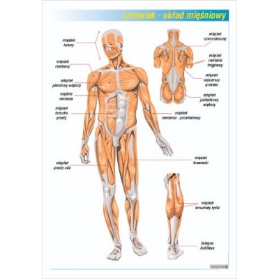UKŁAD MIĘŚNIOWY PLANSZA  (PLA393)