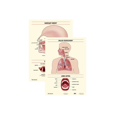 NARZĄDY MOWY/ UKŁAD ODDECHOWY  PLANSZA DWUSTRONNA (PLA351)
