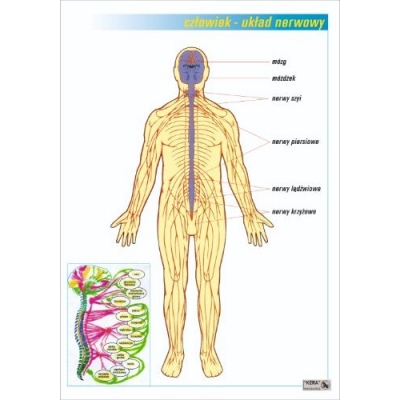 UKŁAD NERWOWY PLANSZA  (PLA403)