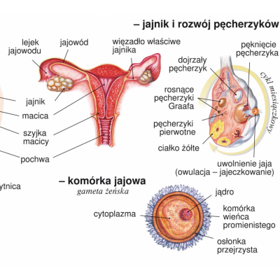 UKŁAD ROZRODCZY CZŁOWIEKA PLANSZA  (PLA272)