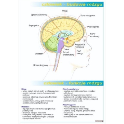 BUDOWA, FUNKCJE MÓZGU PLANSZA (PLA423)