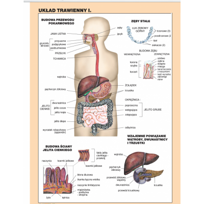 UKŁAD TRAWIENNY CZŁOWIEKA CZ.1 PLANSZA  (PLA262)