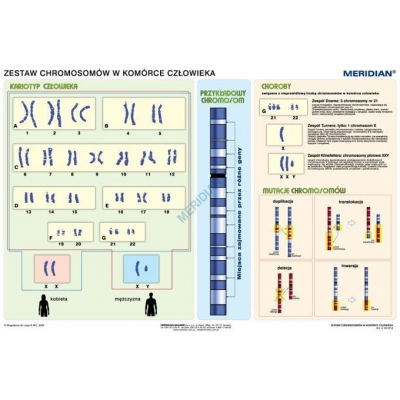 PLANSZA PODSTAWY GENETYKI - ZESTAW CHROMOSOMÓW W KOMÓRCE CZŁOWIEKA MER (BIO426)