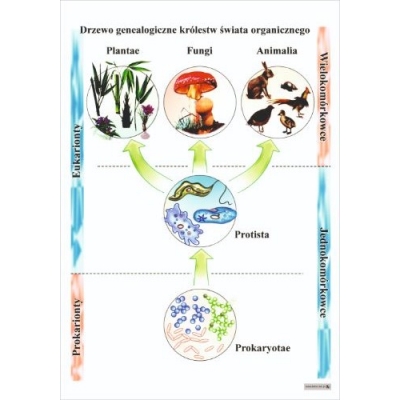 DRZEWO GENEALOGICZNE KRÓLESTW ŚWIATA ORGANICZNEGO PLANSZA  (PLA372)