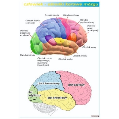 OŚRODKI KOROWE MÓZGU PLANSZA  (PLA425)