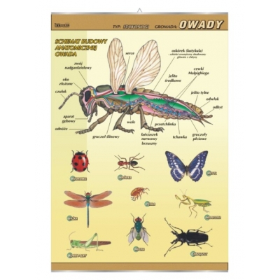 PLANSZA OWADY- BUDOWA ANATOMICZNA (BIO360)