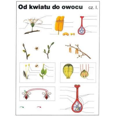 OD KWIATU DO OWOCU CZ.1 PLANSZA DWUSTRONNA  (PLA269)