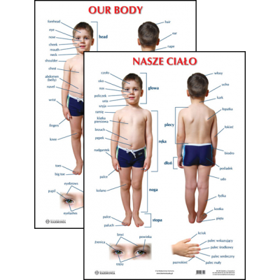 NASZE CIAŁO/ OUR BODY PLANSZA DWUSTRONNA (PLA338)