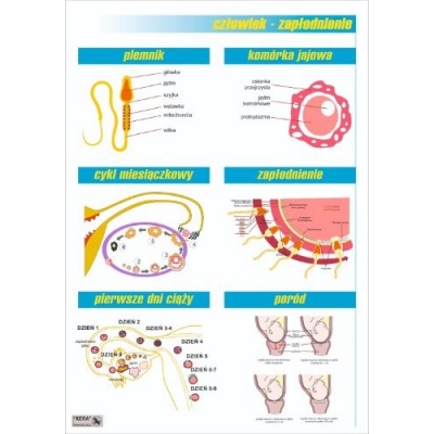 ZAPŁODNIENIE PLANSZA  (PLA412)