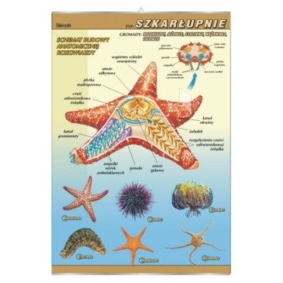 PLANSZA SZKARŁUPNIE - BUDOWA ANATOMICZNA (BIO359)