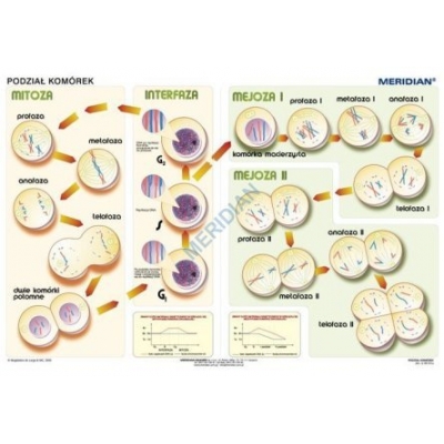 PLANSZA PODSTAWY GENETYKI - PODZIAŁ KOMÓREK MER (BIO382)