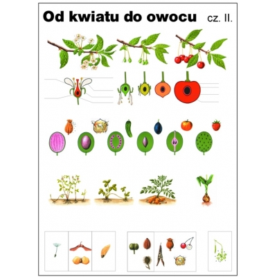 OD KWIATU DO OWOCU CZ.2 PLANSZA DWUSTRONNA  (PLA270)