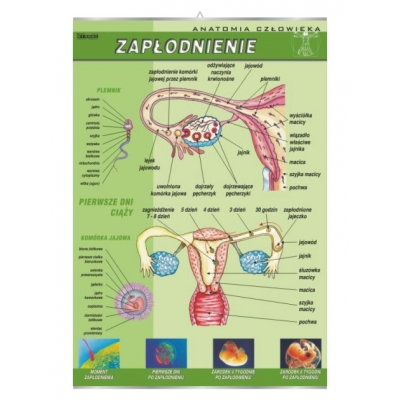 PLANSZA ZAPŁODNIENIE (BIO345)