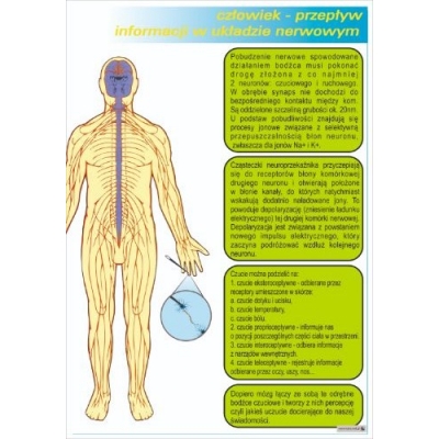PRZEPŁYW INFORMACJI W UKŁADZIE NERWOWYM - PLANSZA  (PLA428)