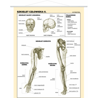 SZKIELET CZŁOWIEKA CZ.1 PLANSZA  (PLA265)