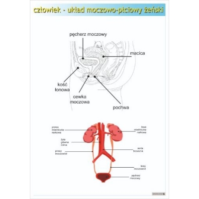 UKŁAD MOCZOWO - PŁCIOWY ŻEŃSKI PLANSZA  (PLA407)