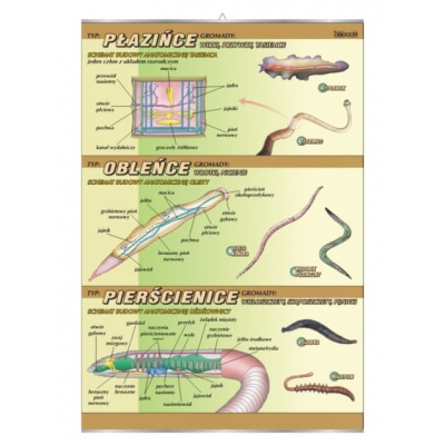 PLANSZA PŁAZIŃCE-BUDOWA ANATOMICZNA (BIO361)