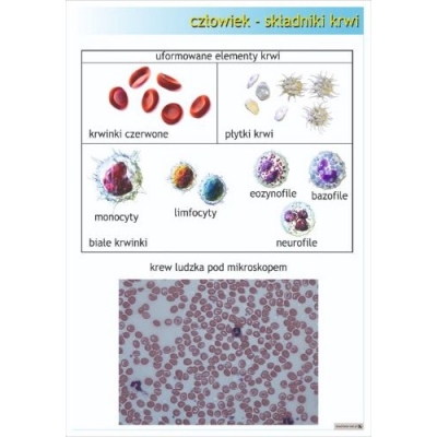 SKŁADNIKI KRWI PLANSZA (PLA421)