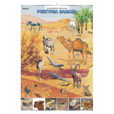 PLANSZA  PUSTYNIA SAHARA-ZWIERZĘTA ŚWIATA (GEO089)