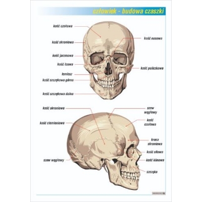 BUDOWA CZASZKI PLANSZA (PLA382)