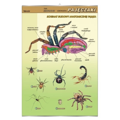 PLANSZA PAJĘCZAKI - BUDOWA ANATOMICZNA (BIO120)