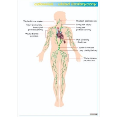 UKŁAD LIMFATYCZNY PLANSZA  (PLA431)