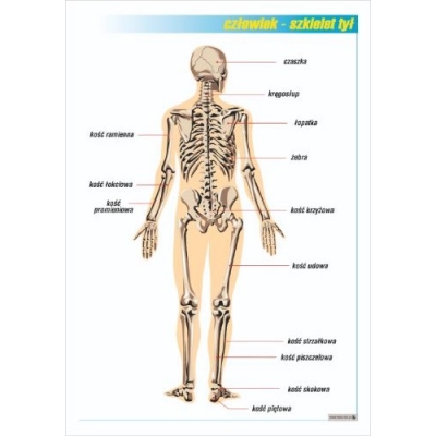 UKŁAD KOSTNY - TYŁ PLANSZA  (PLA391)