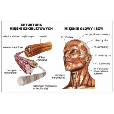 UKŁAD MIĘŚNIOWY CZŁOWIEKA PLANSZA  (PLA273)