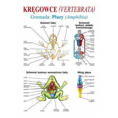 ZOOLOGIA DLA LICEUM ZESTAW PLANSZ/TABLIC  (PLA147)