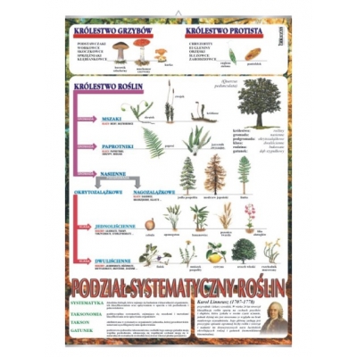 PLANSZA SYSTEMATYKA ROŚLIN (BIO055)