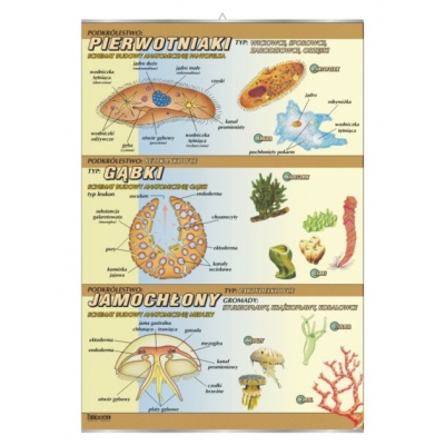 PLANSZA PIERWOTNIAKI-BUDOWA ANATOMICZNA (BIO362)