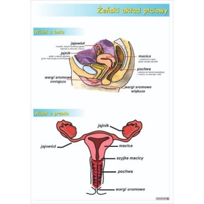 ŻEŃSKI UKŁAD PŁCIOWY PLANSZA  (PLA405)