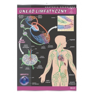 PRACOWNIA BIOLOGICZNA - ZESTAW PLANSZ - ANATOMIA CZŁOWIEKA  (20) (PLA501)