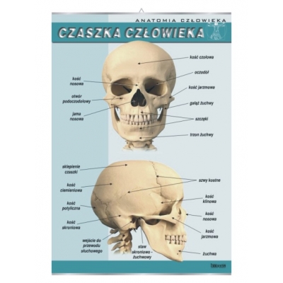 PLANSZA CZASZKA CZŁOWIEKA (BIO346)