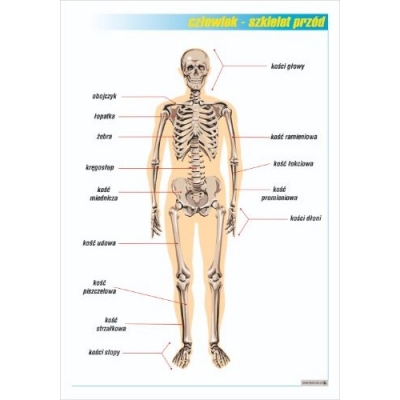 UKŁAD KOSTNY - PRZÓD PLANSZA PLA381)