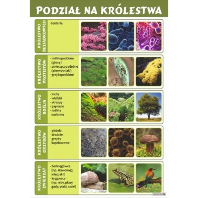 PODZIAŁ NA KRÓLESTWA PLANSZA  (PLA371)