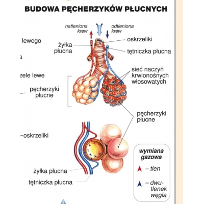 UKŁAD ODDECHOWY CZŁOWIEKA PLANSZA  (PLA274)