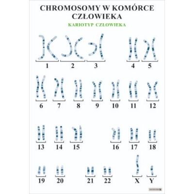 CHROMOSOMY W KOMÓRCE CZŁOWIEKA PLANSZA  (PLA478)