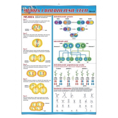 PLANSZA MEJOZA I DZIEDZICZENIE CECH (BIO330)