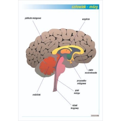 MÓZG PLANSZA  (PLA396)